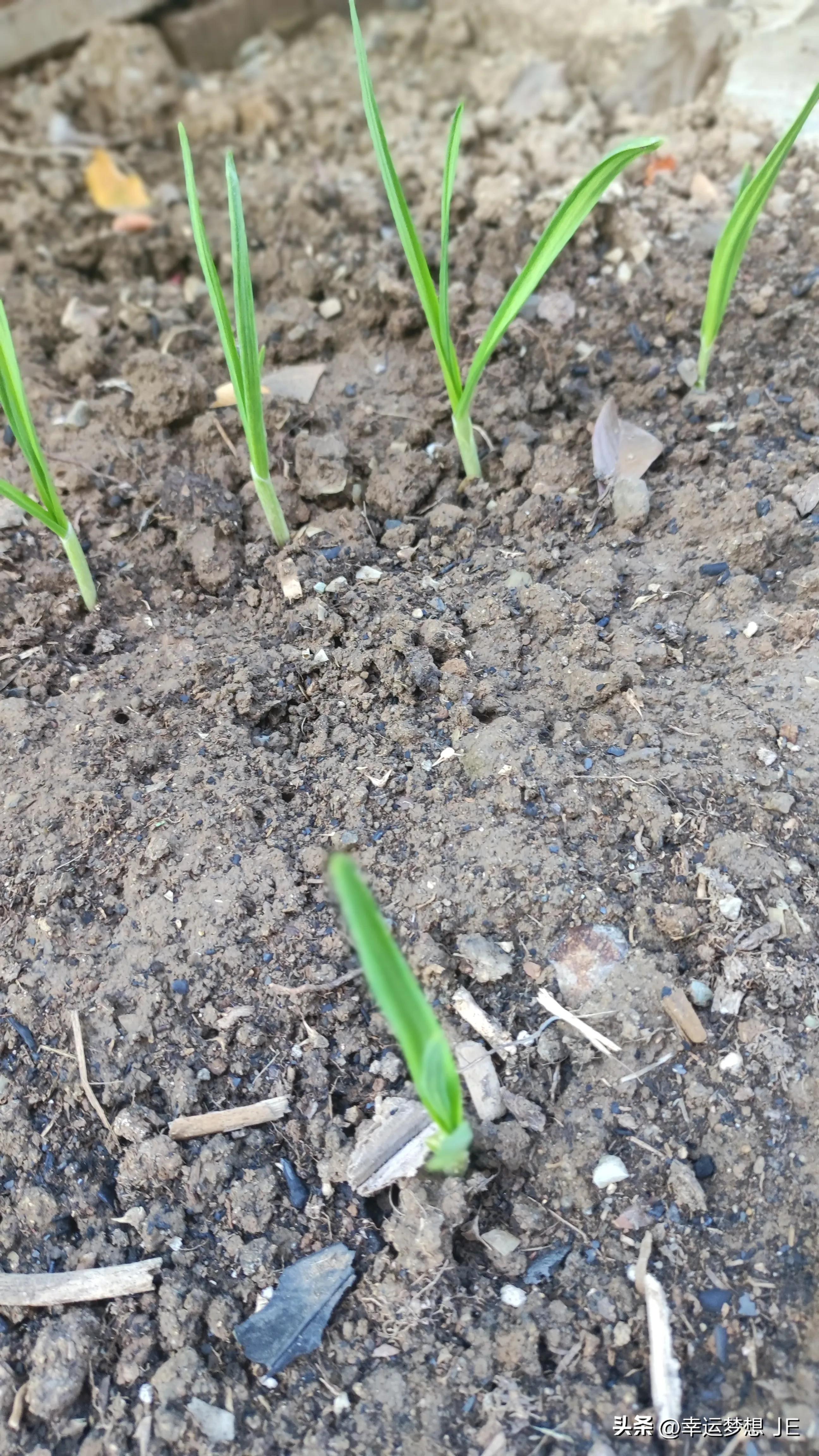 大蒜种植顺口溜大全,种植大蒜用什么肥料