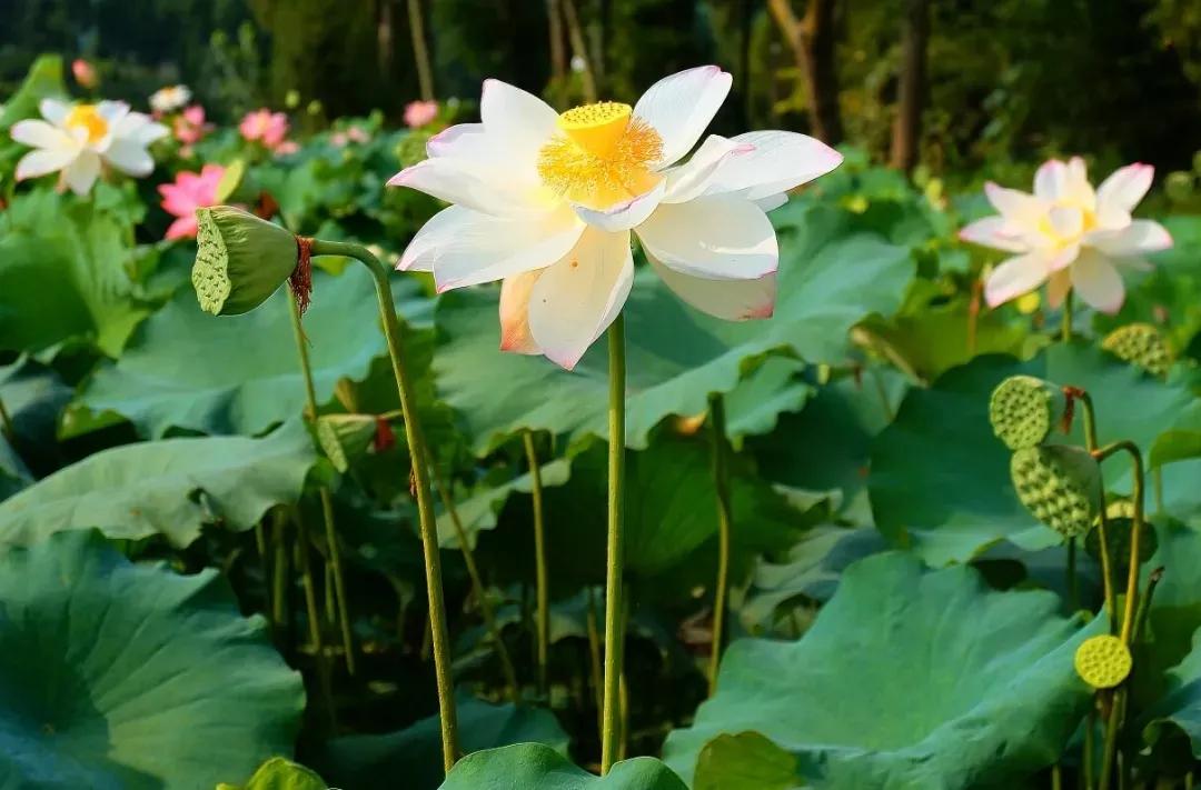 华山论道：寓意很好的八个汉字，代表八种人生智慧