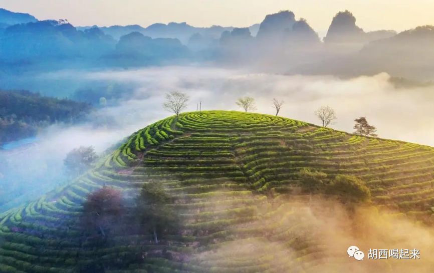 乌龙茶减肥三件套,减肥乌龙茶套装