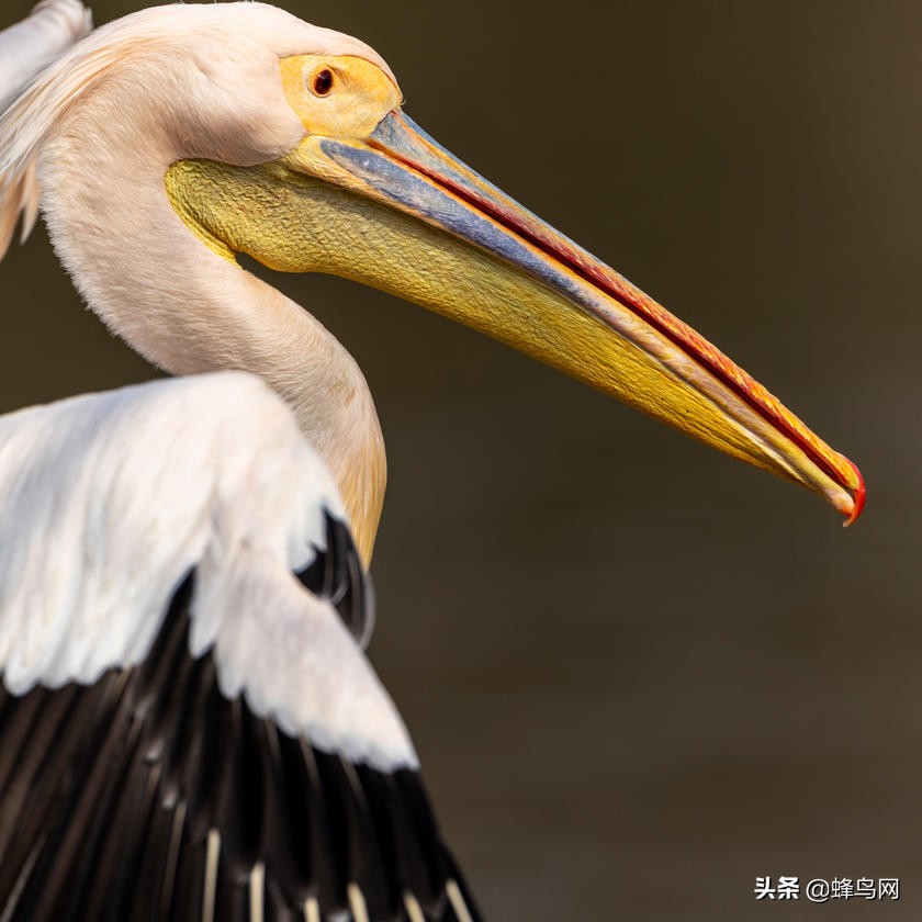 佳能rf800mmf5.6评测,佳能rf800mm二代