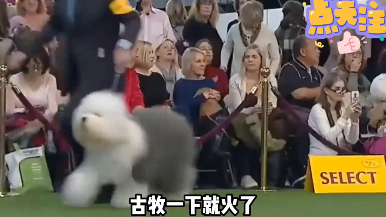 英国古代牧羊犬的寿命长吗,英国古代牧羊犬多少钱一只