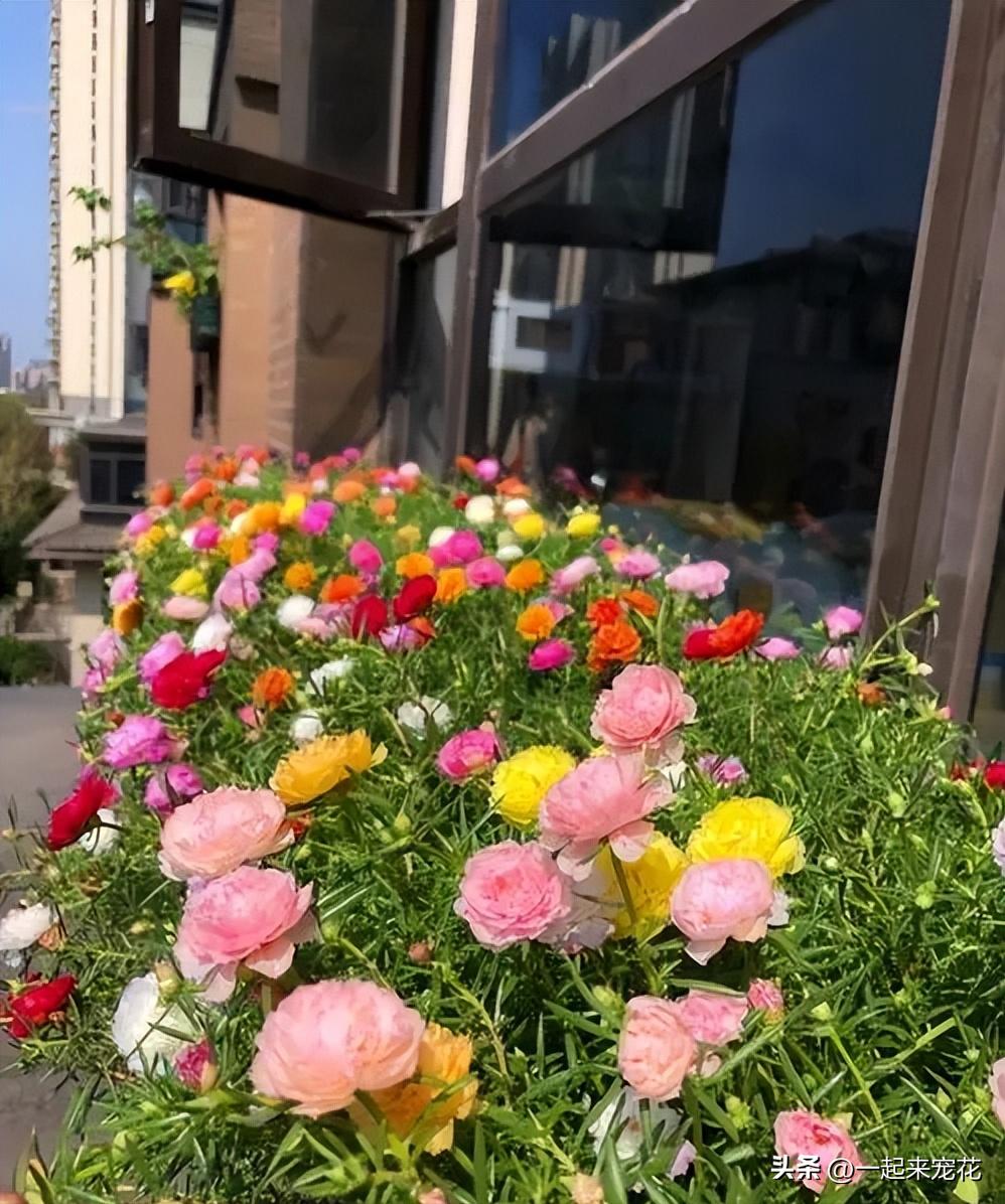 最适合新手养的4种花漂亮极了,新手适合养的10种花花期长