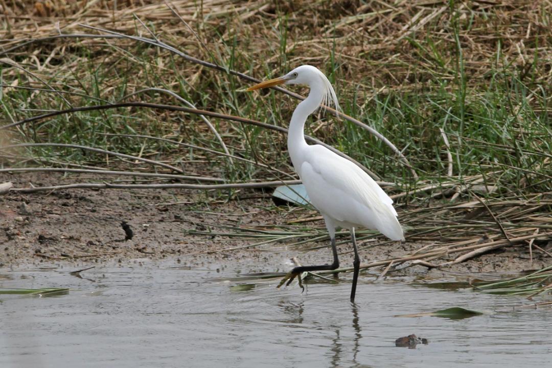 家底大揭秘！深圳究竟有多少“神奇生物”？