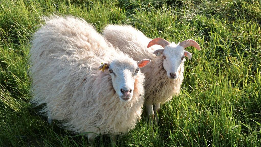 世上最萌的动物考拉,最懒的动物考拉