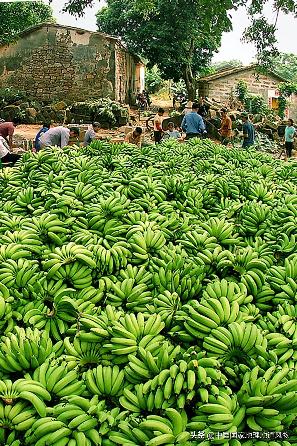 广西水果557亿斤,广西哪些水果产量第一