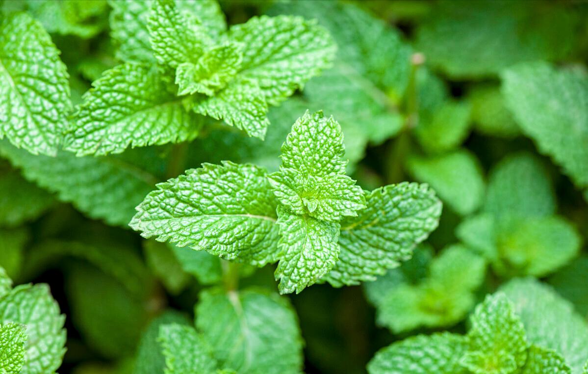 夏天就馋此菜蒸一蒸就好了,这道菜适合冬天吃好吃不长肉