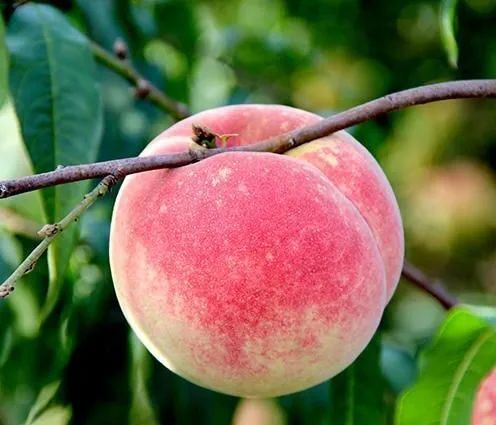 金秋红蜜桃:糖分爆表,还能更甜吗?
