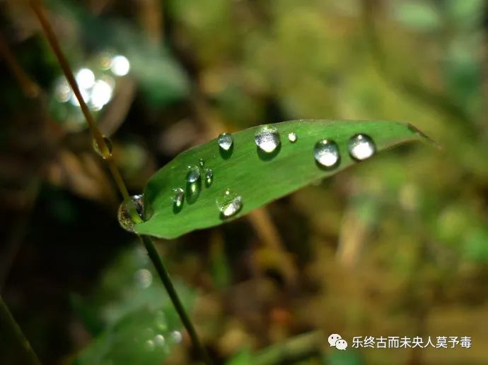 螳螂捕蝉文言文吴王欲伐荆翻译,螳螂捕蝉文言文五年级