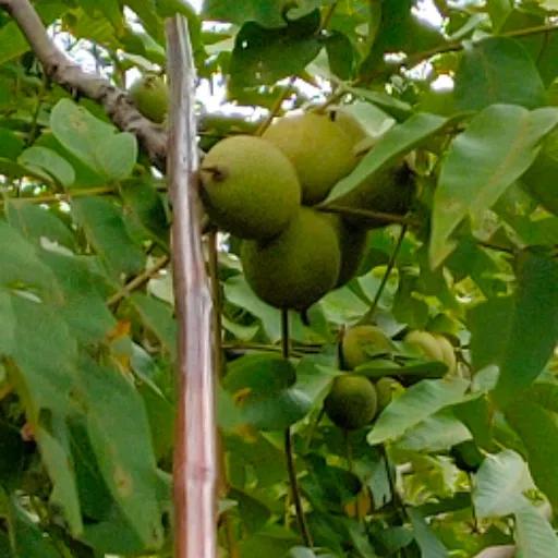 萍聚完整版本,萍聚完整版全集