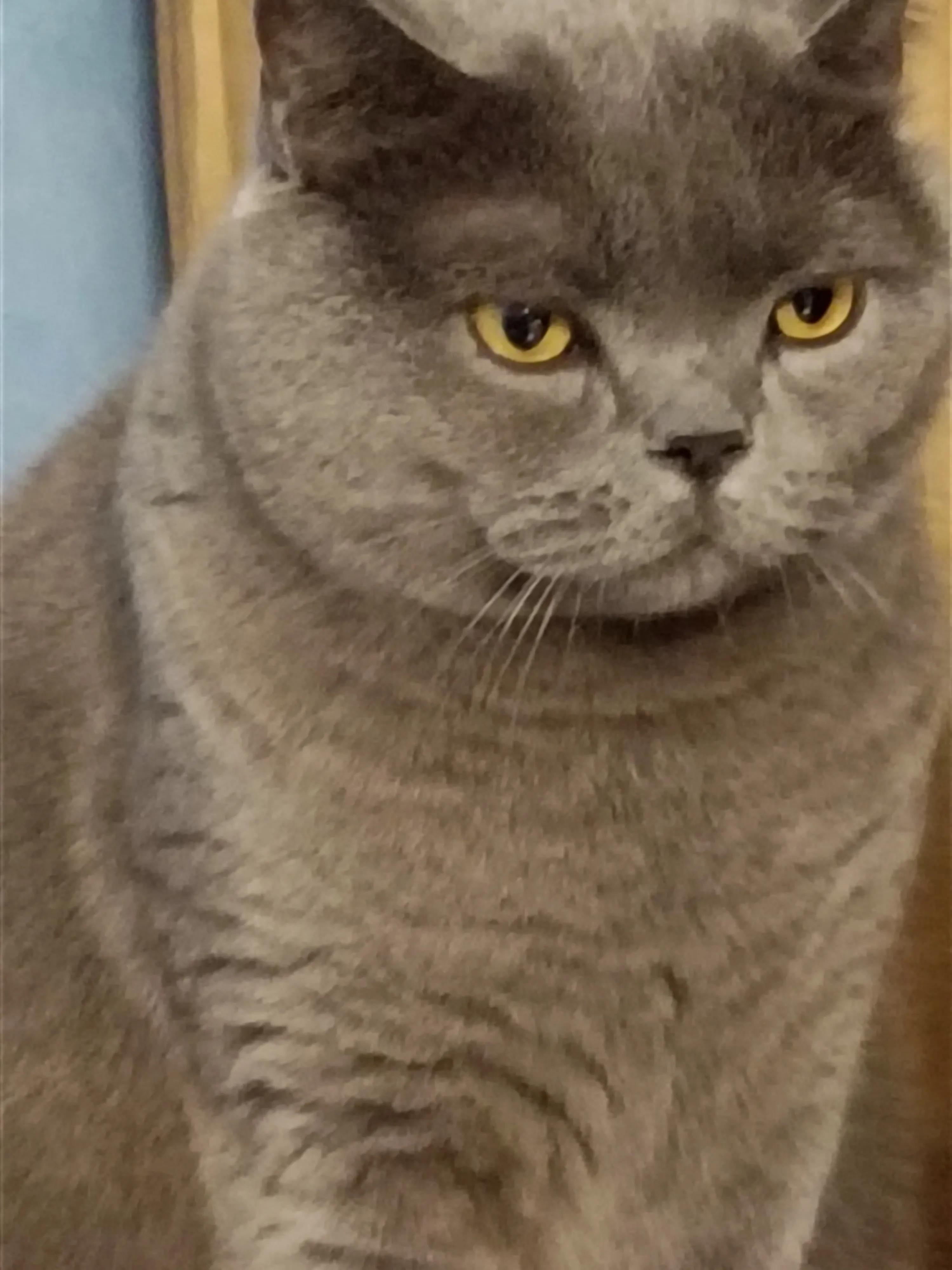 喵喵和猫猫的故事,小猫咪和小奶猫的故事