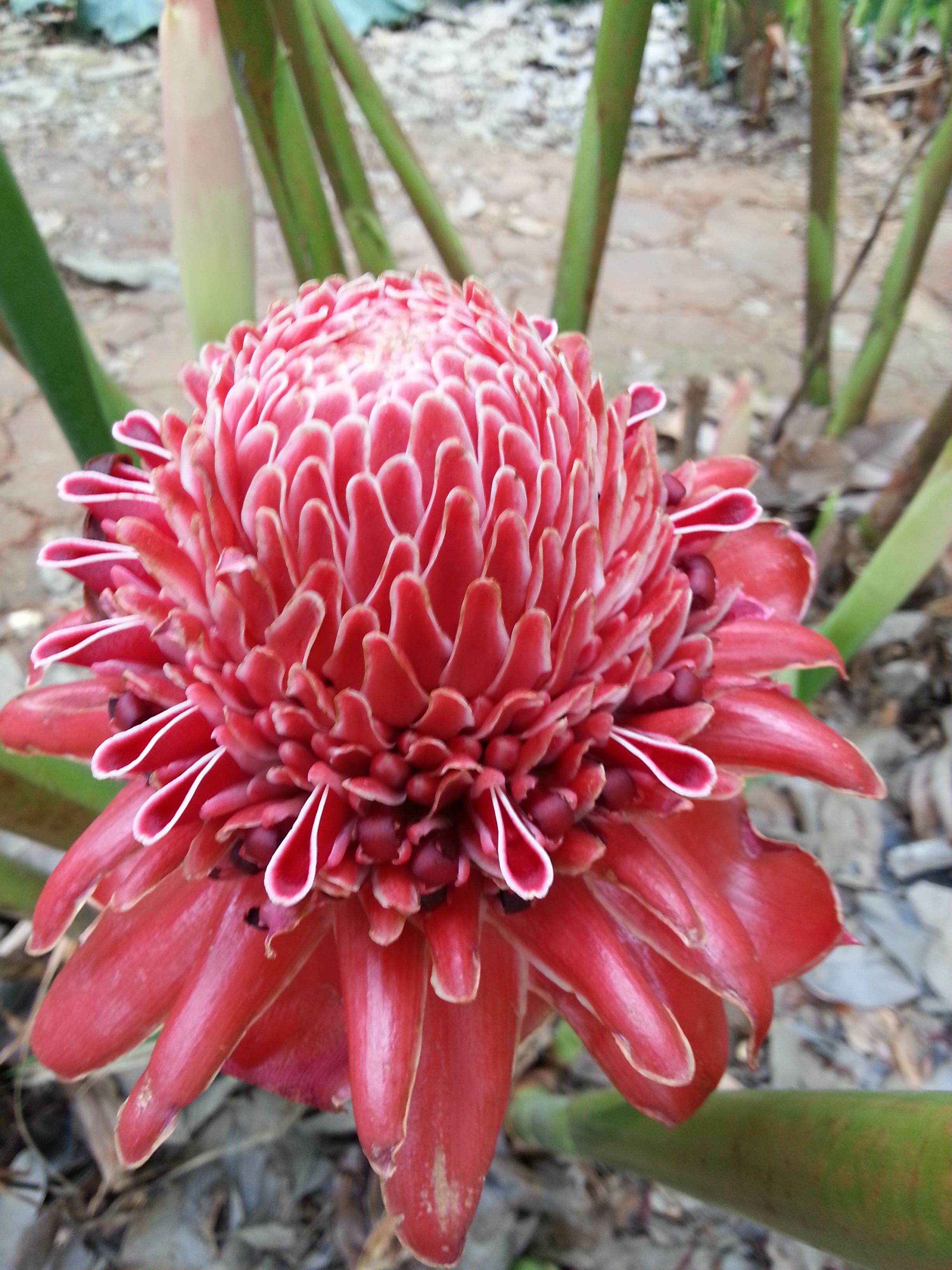 10种名贵花,什么名贵的花最好养