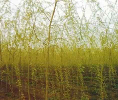 柳树七月份扦插育苗可以成活吗,柳树扦插育苗