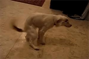 动物是怎么飞起来的,动物怎样飞行时感觉方向