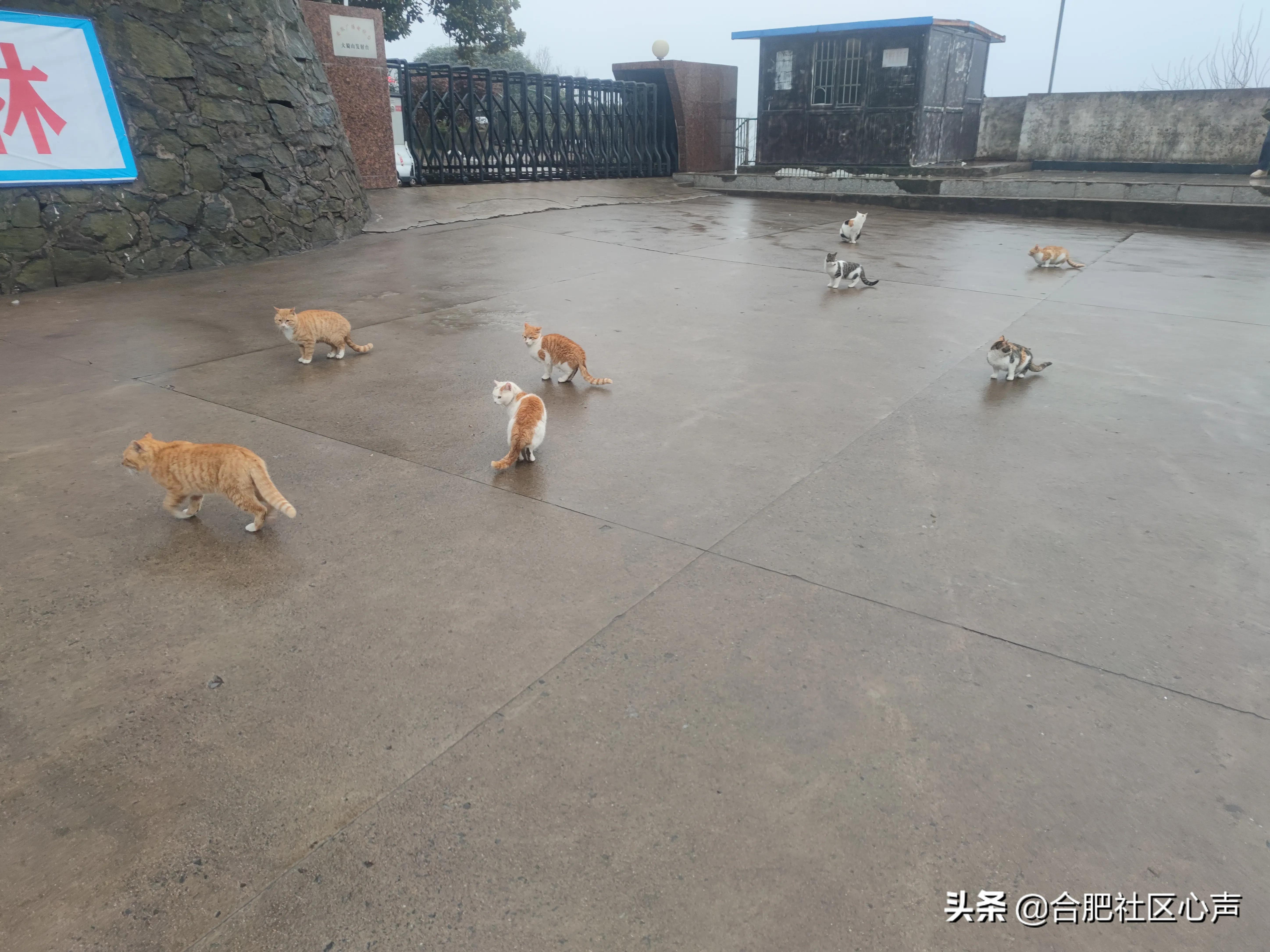 合肥有很多流浪猫的地方,合肥哪有流浪猫