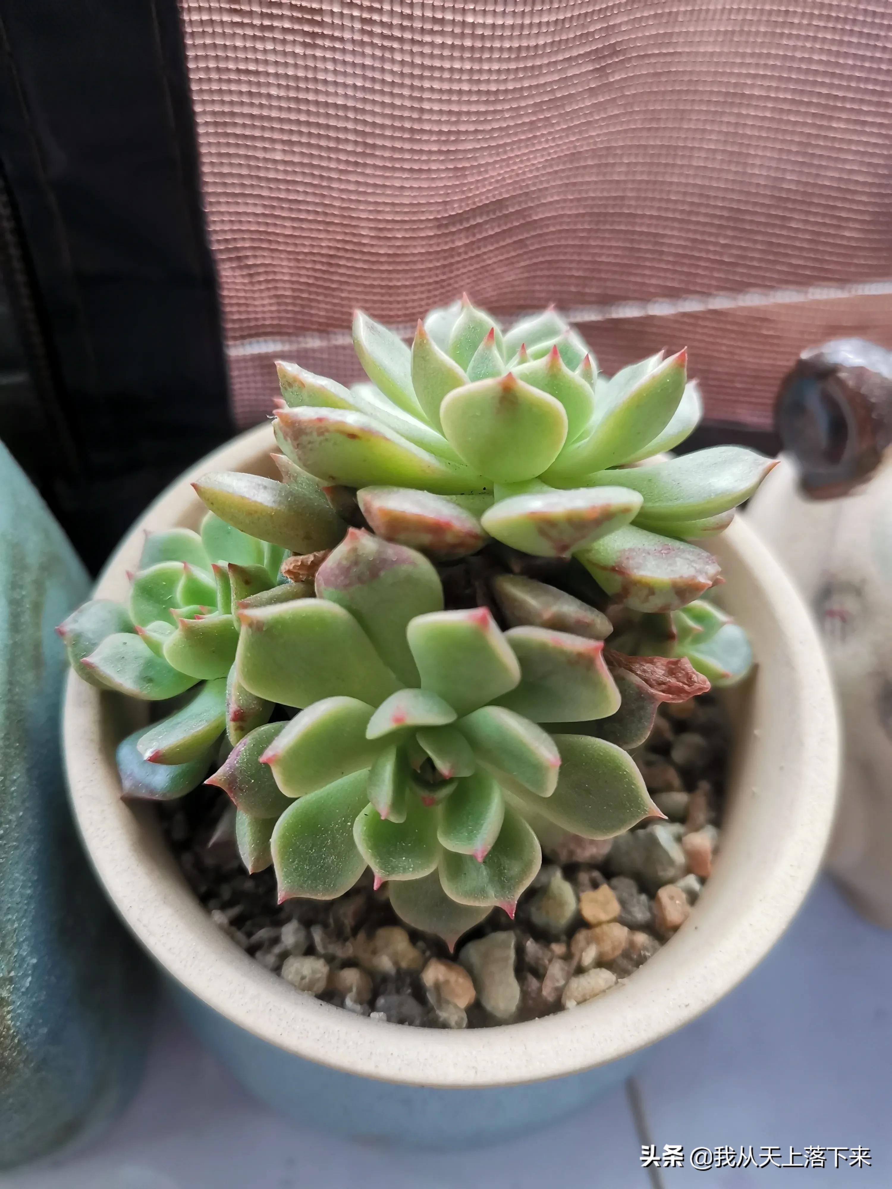 多肉品种及图片大全欣赏,多肉品种辨别图片大全欣赏