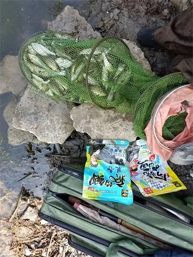 果香鲫加今晚吃鱼又爆护