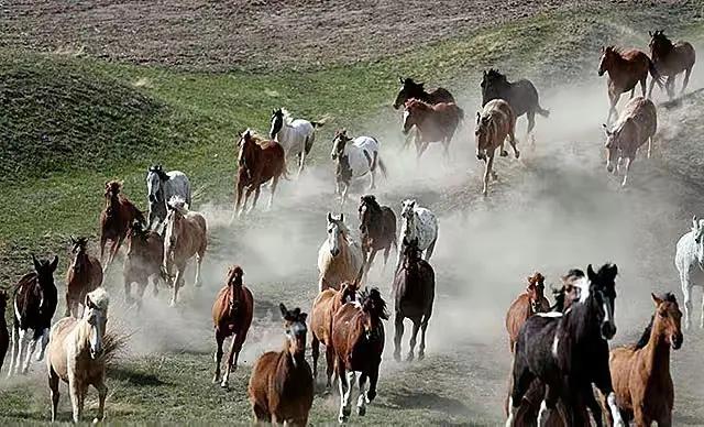 发挥了重大作用的邕州买马司（南宁文史录32）