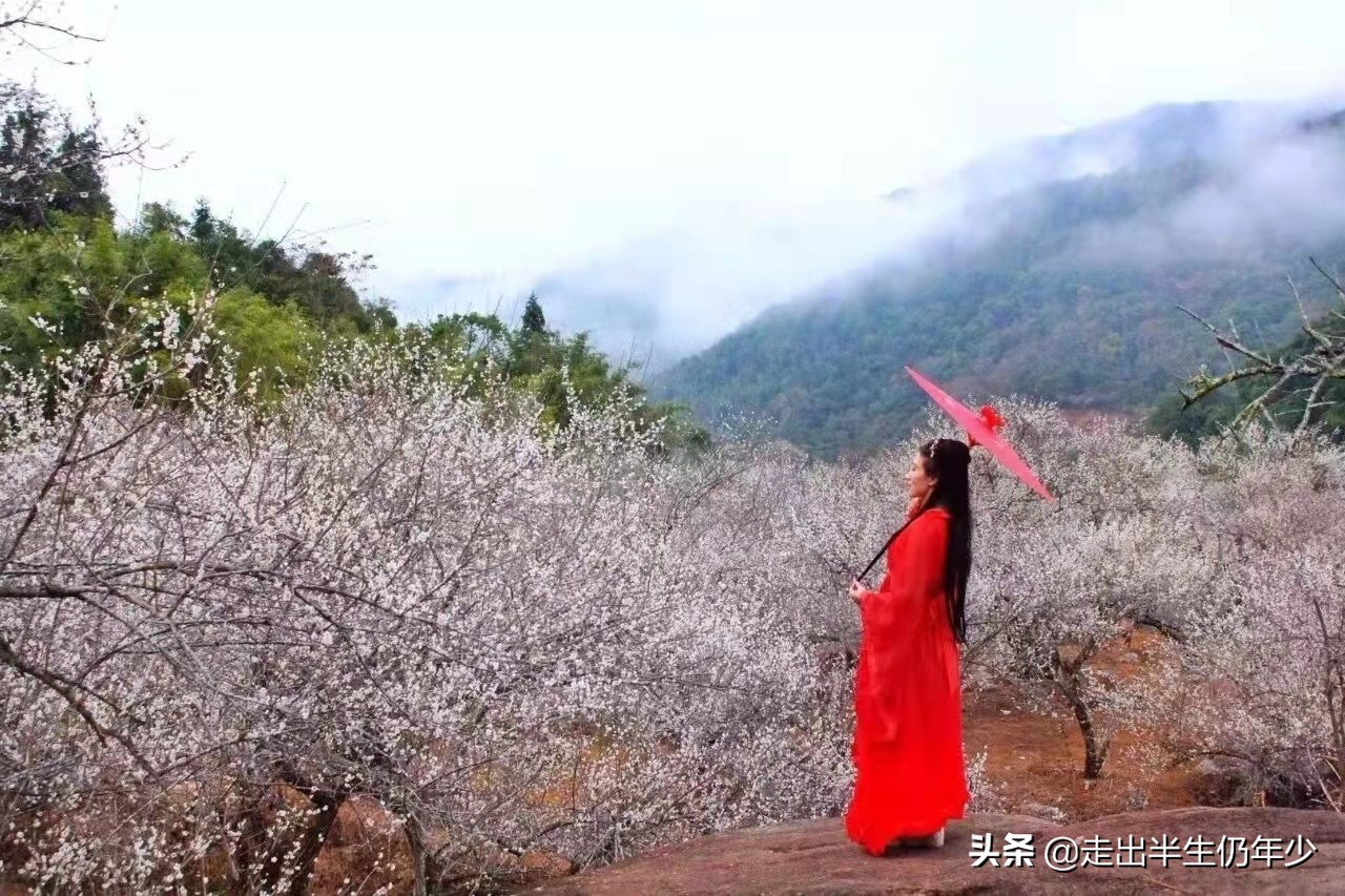 惠东梁化梅园今天开放吗,惠东旅游景点梁化梅园