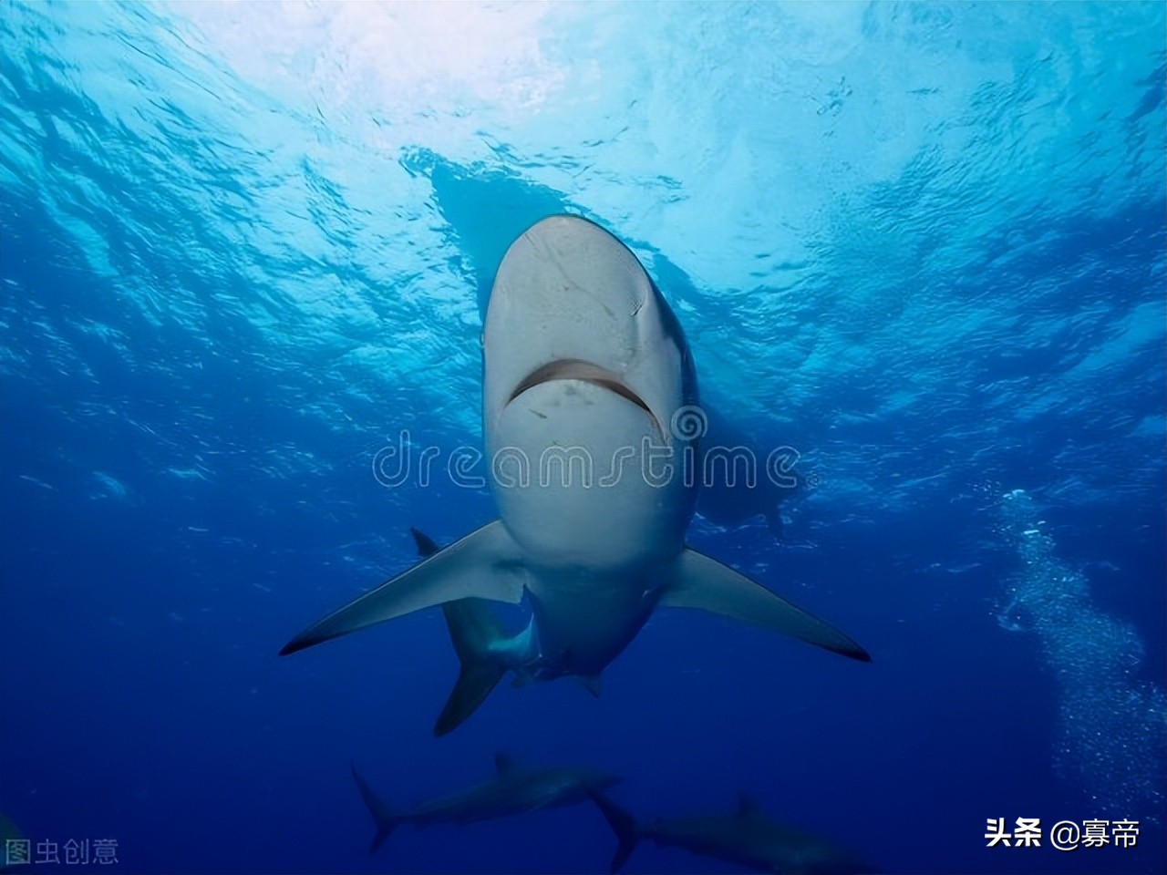 鲨鱼会不会睡觉，你知道吗？