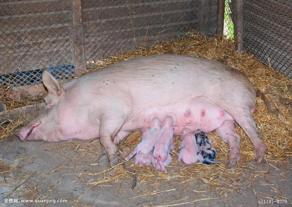 猪养了一年多，只能长到120斤，卖50元钱；母猪产仔数量比狗还少