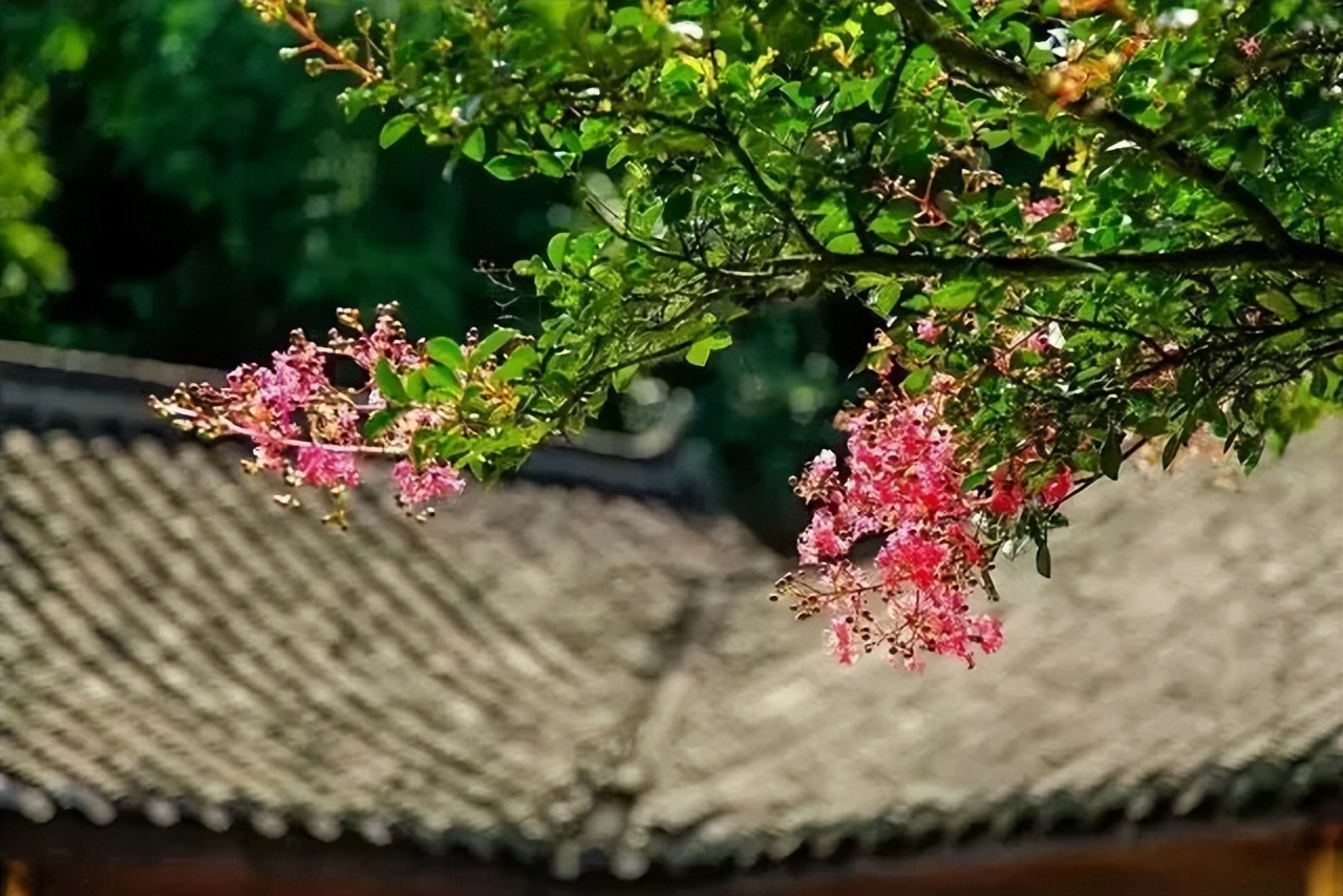 邛崃川西竹海攻略,邛崃竹海徒步攻略