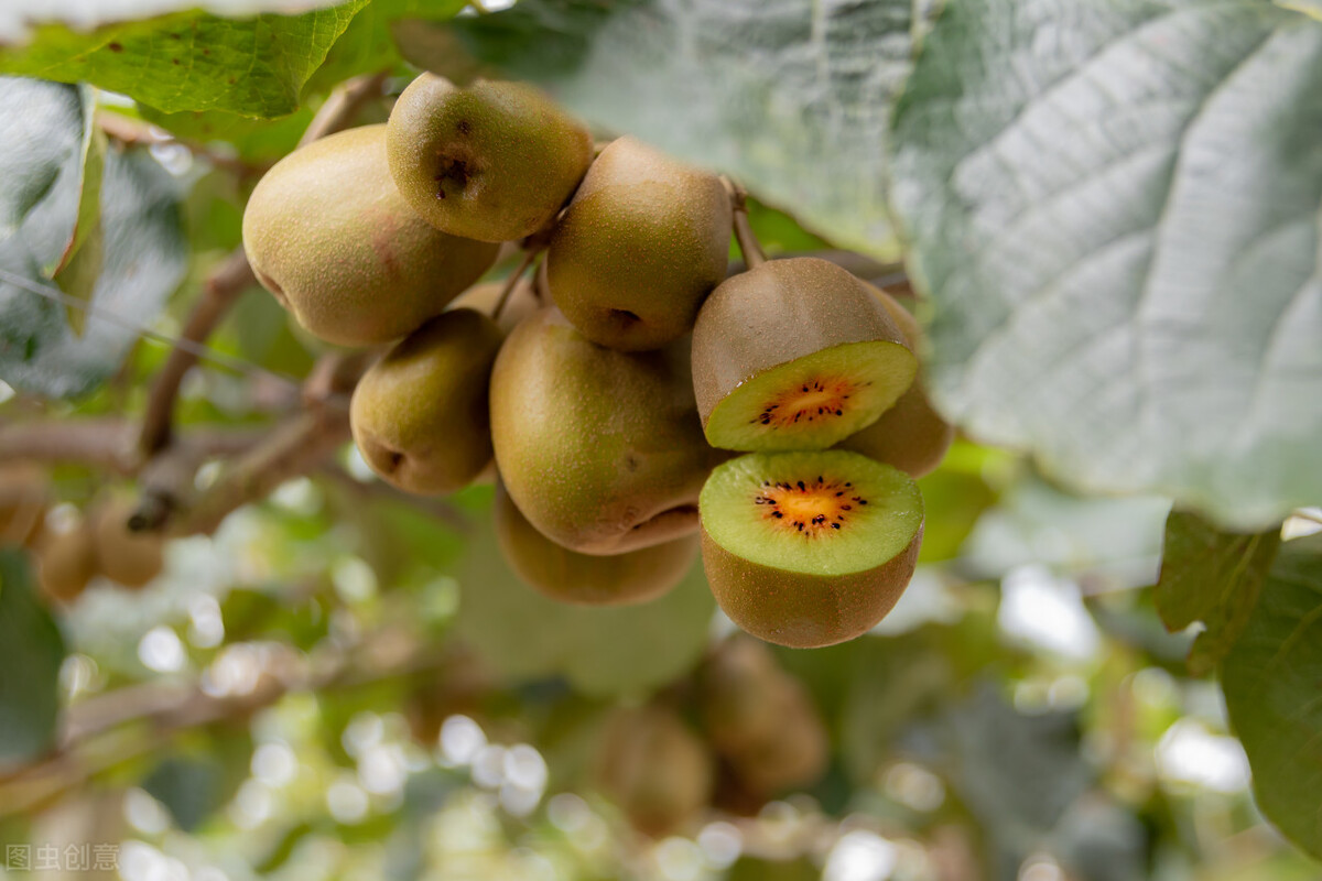 这5种水果热量很高减肥期间慎吃,什么水果热量低适合减肥吃冬天