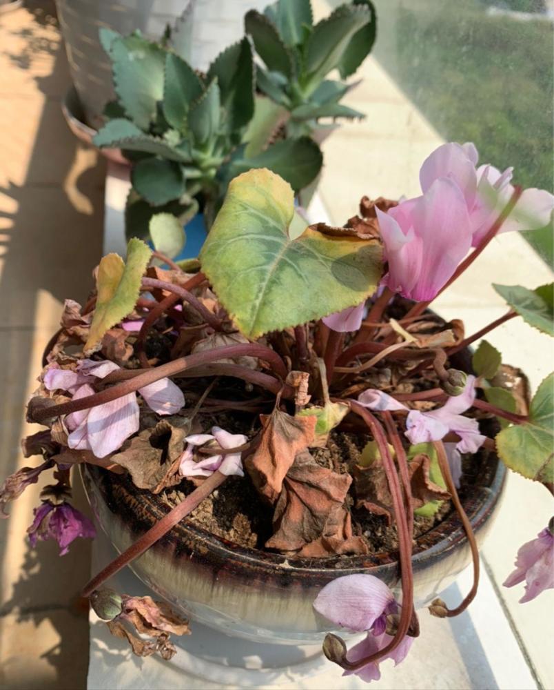 家中植物风水禁忌大全,家里养花对夫妻关系风水的讲究