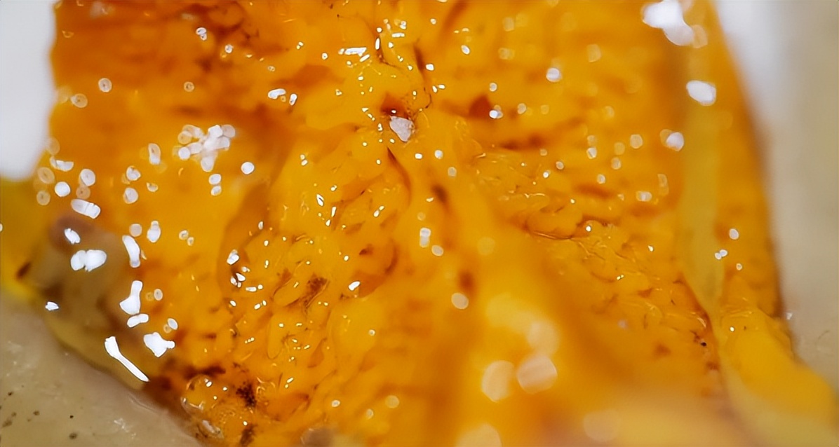 仅有积蓄23块钱，山东小伙大胆借600万，捞出大连海底“小黄金”