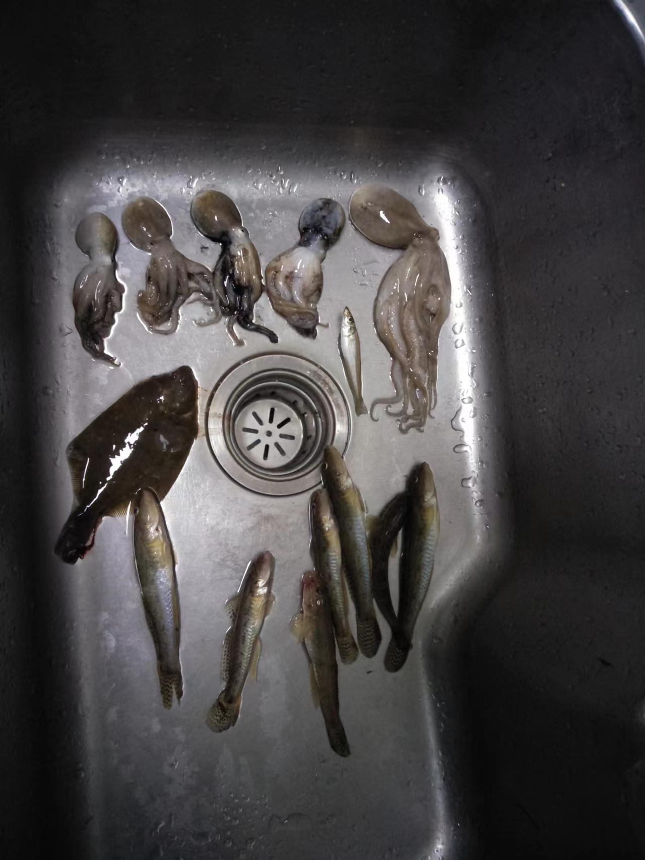 海钓常见海洋鱼类识别方法,海鲈是哪种钓法