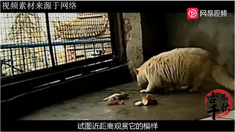 江西老农活捉六不像神兽,江西老汉活捉神兽四不像