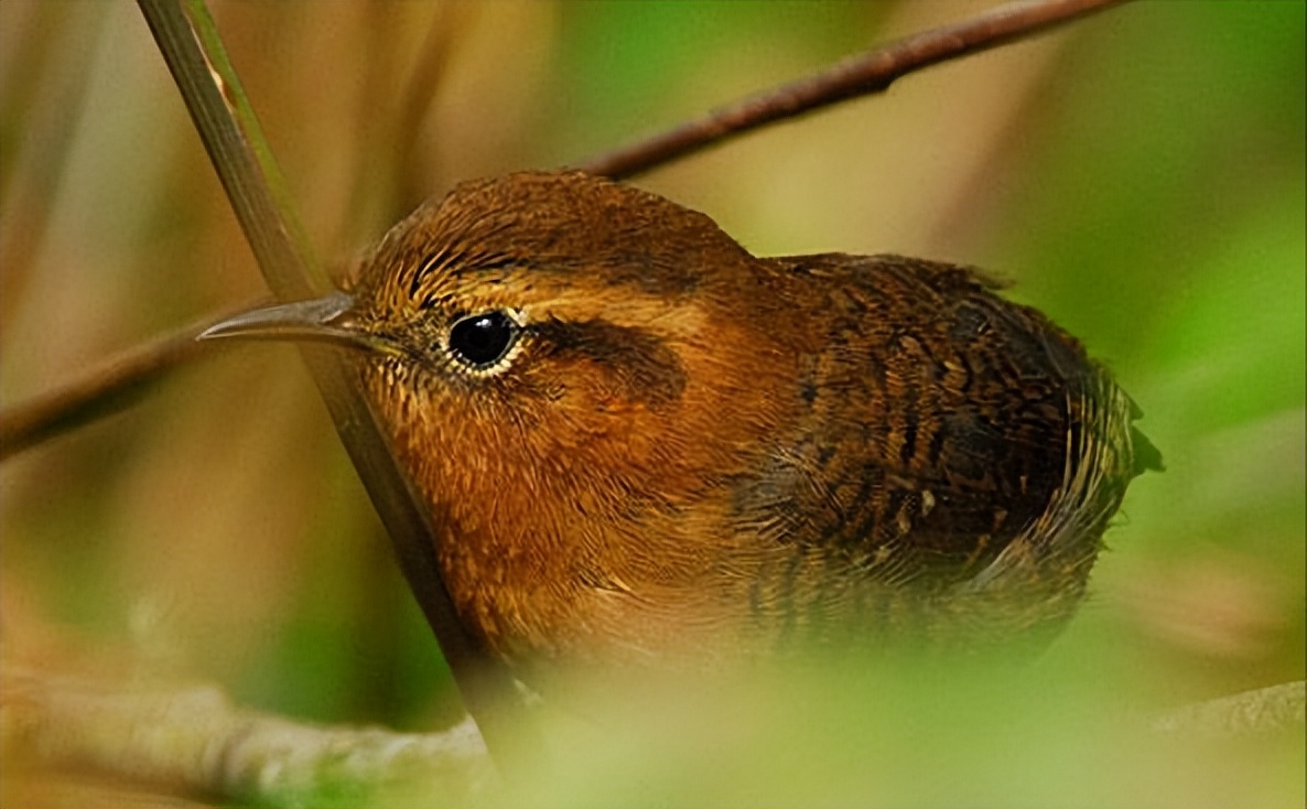 50张最佳鸟类摄影作品,鸟儿大全大图
