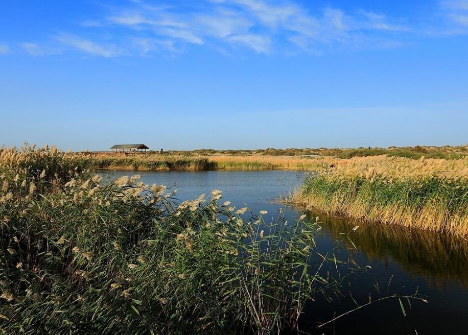 额济纳胡杨林沙漠王国,初夏的内蒙古额济纳大漠胡杨