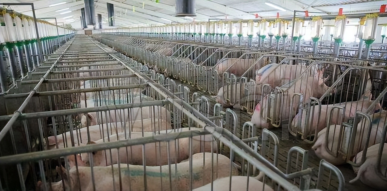 美国猪肉真的有危险吗,美国猪肉健康吗