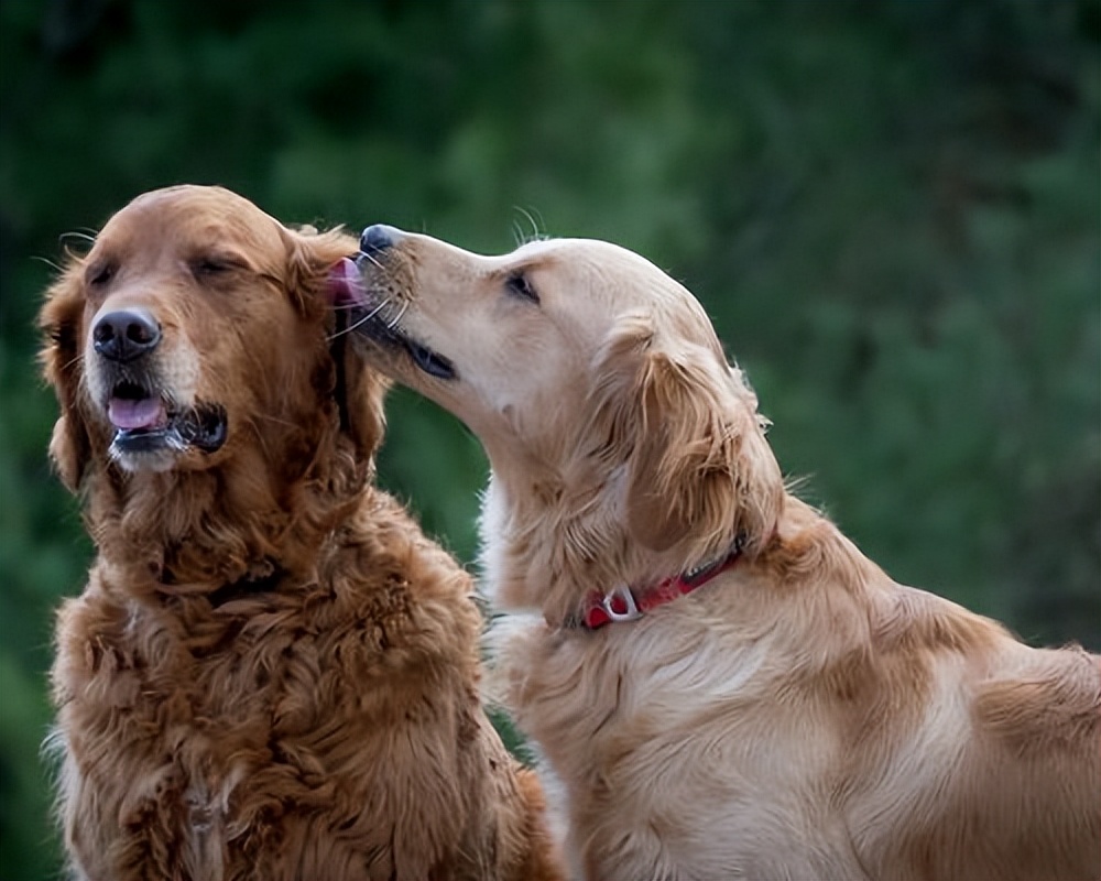 狗狗常见的交配方式，你好奇吗？