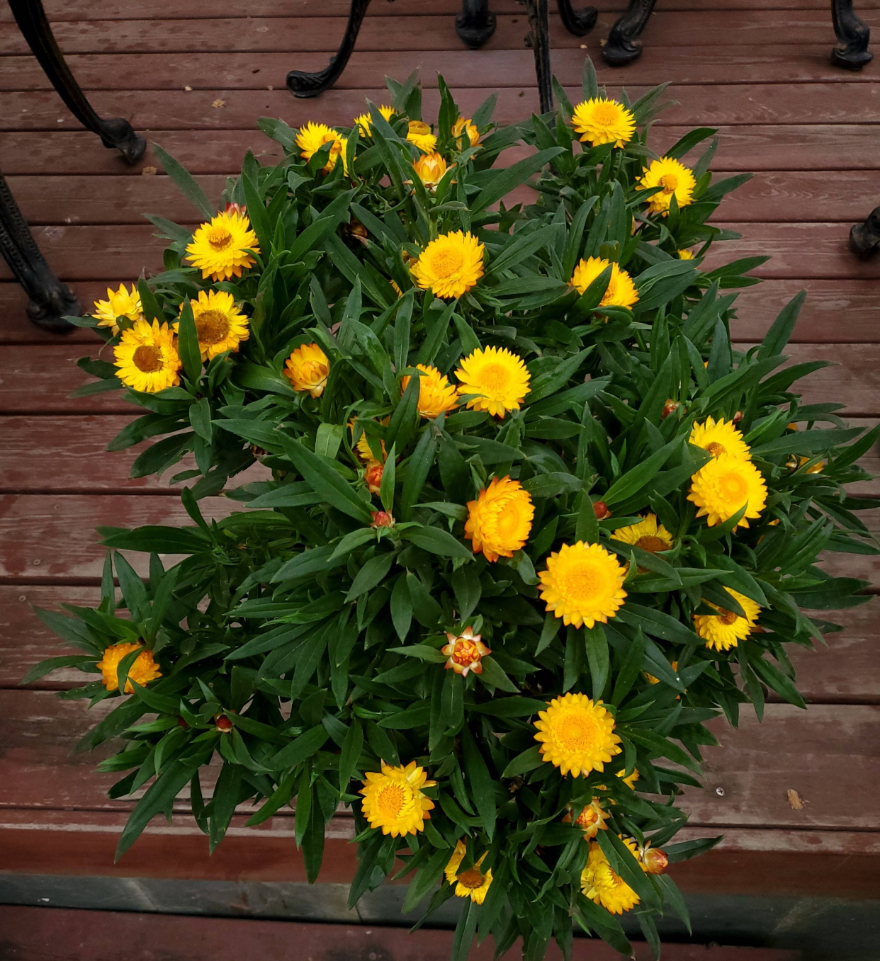 阳台养月季光照够吗,阳台喜光耐晒好养植物