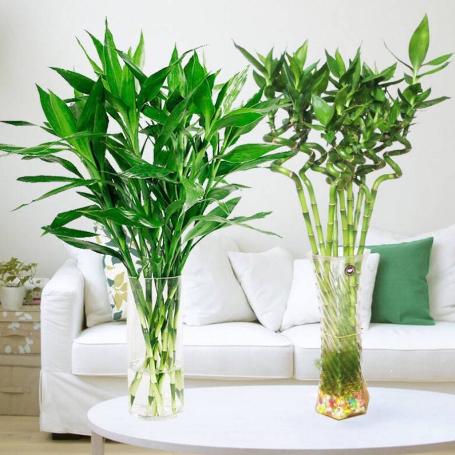 屋里放什么花最旺人,鲜花在家里的摆放位置