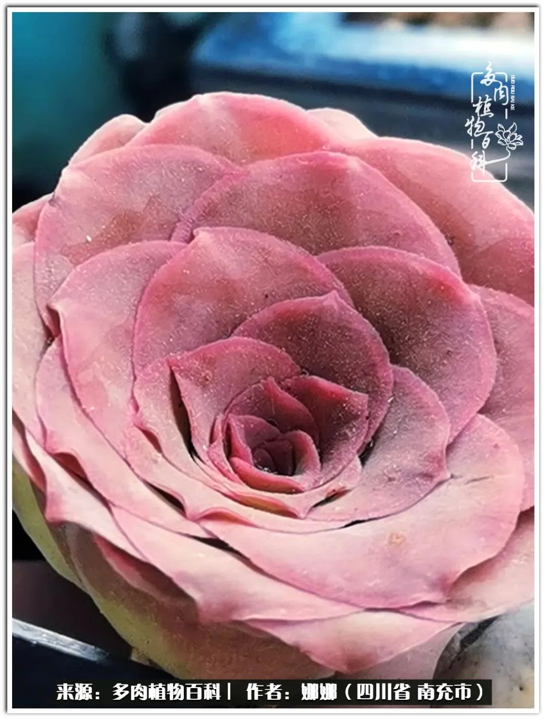 带刺的玫瑰阳台多肉,开花的玫瑰多肉