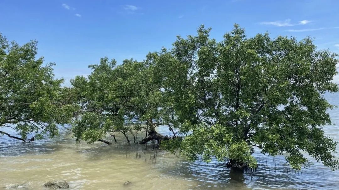 港澳旅游专列首游,广州出发香港澳门两日游自由行