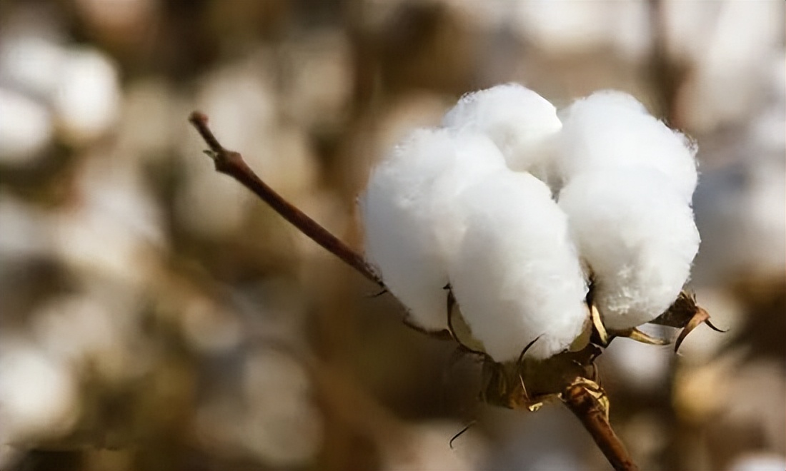 郑棉后市走势分析,郑棉回暖上涨行情能否持续