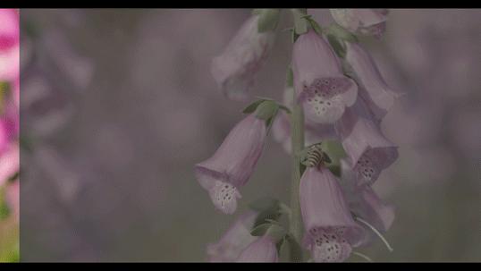 佳能eosr5c被曝,佳能eosr5c最新消息