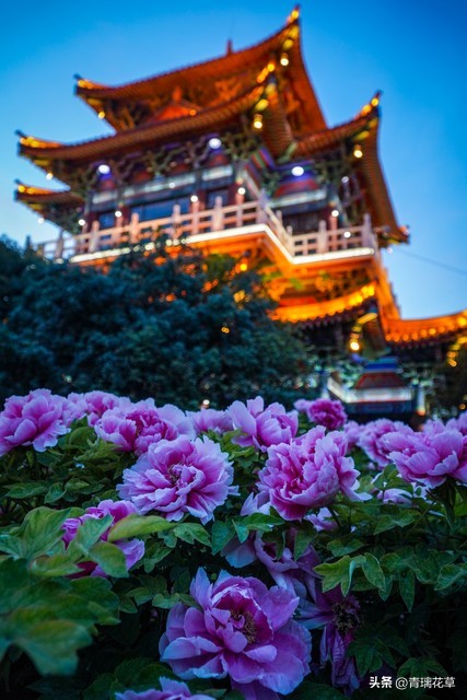 在家养棵发财树寓意着日进斗金,家里养哪些树越老越值钱