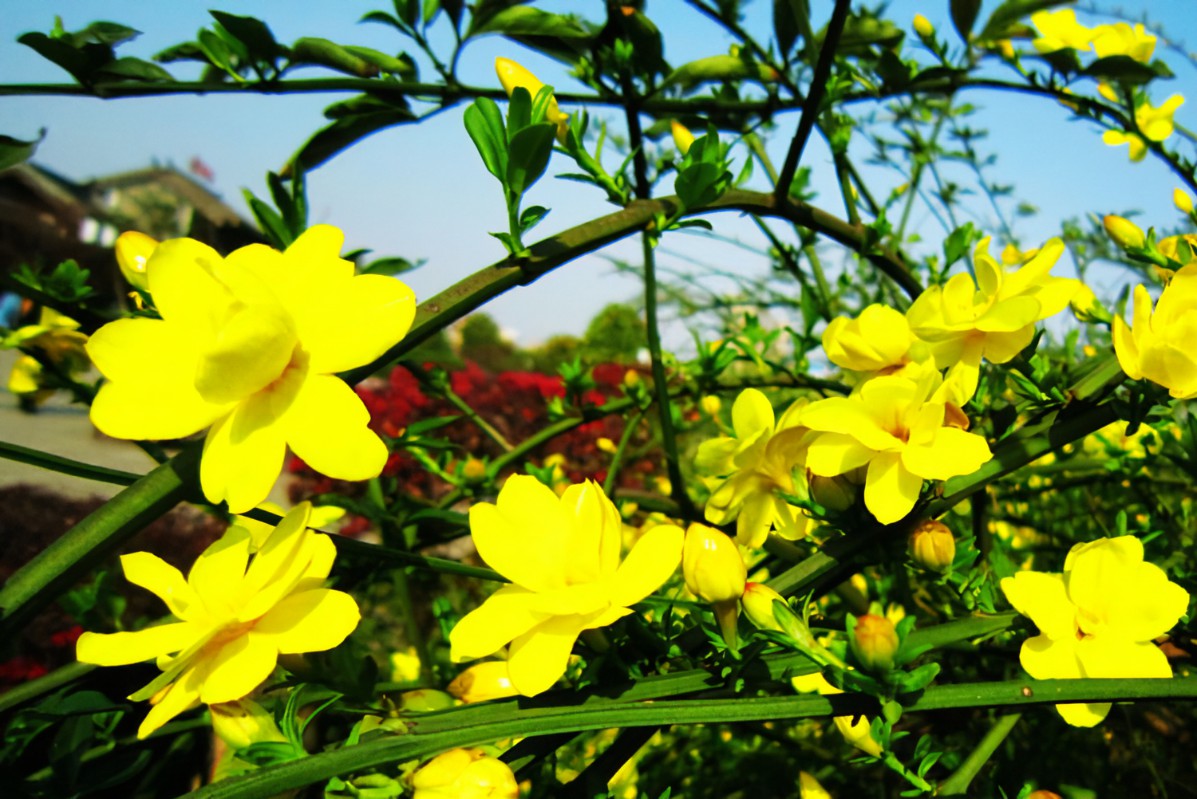 关于春天的古诗有图有诗意,唐诗三百首关于春的诗句及赏析