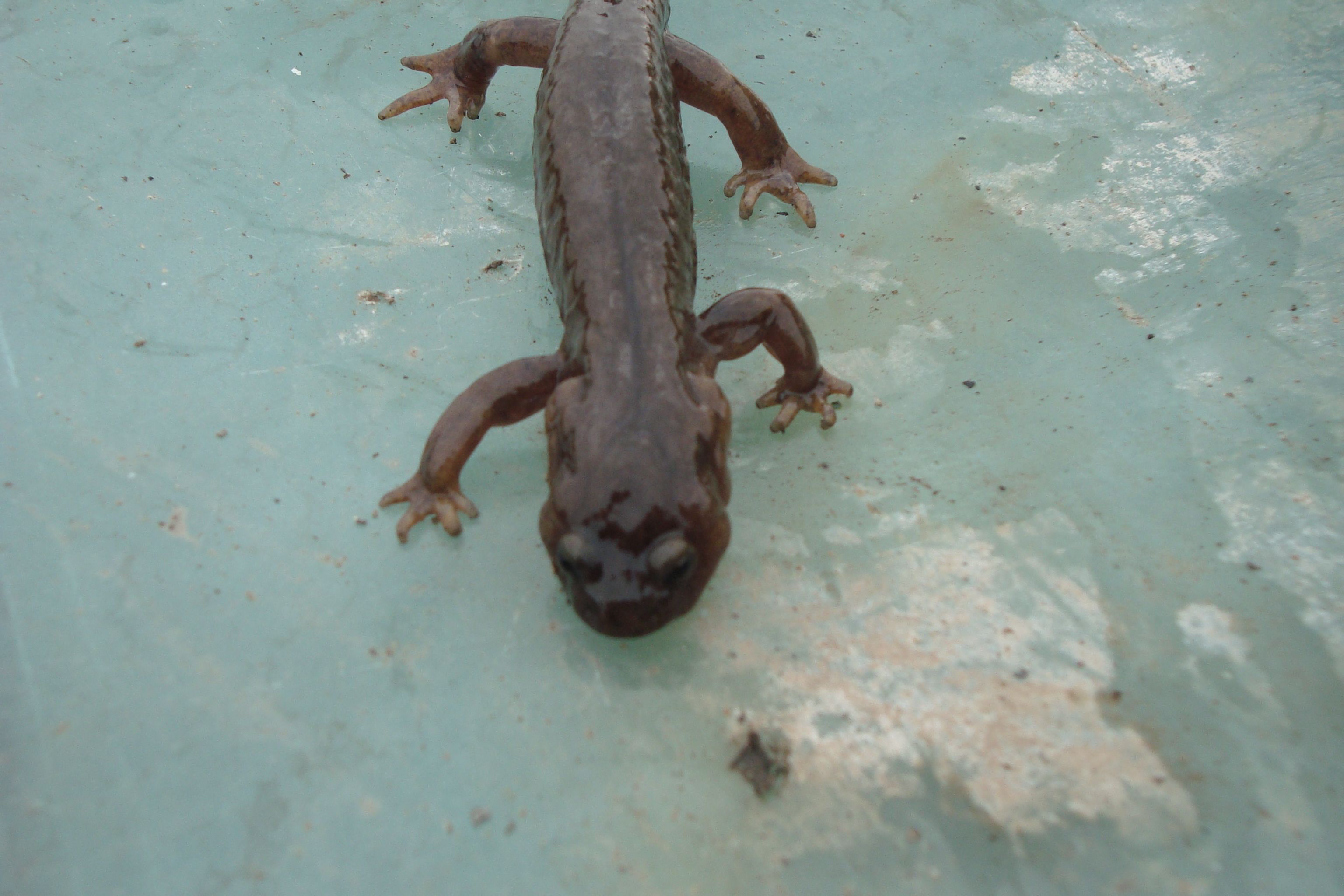 大鲵选育研究和病毒疫苗研发