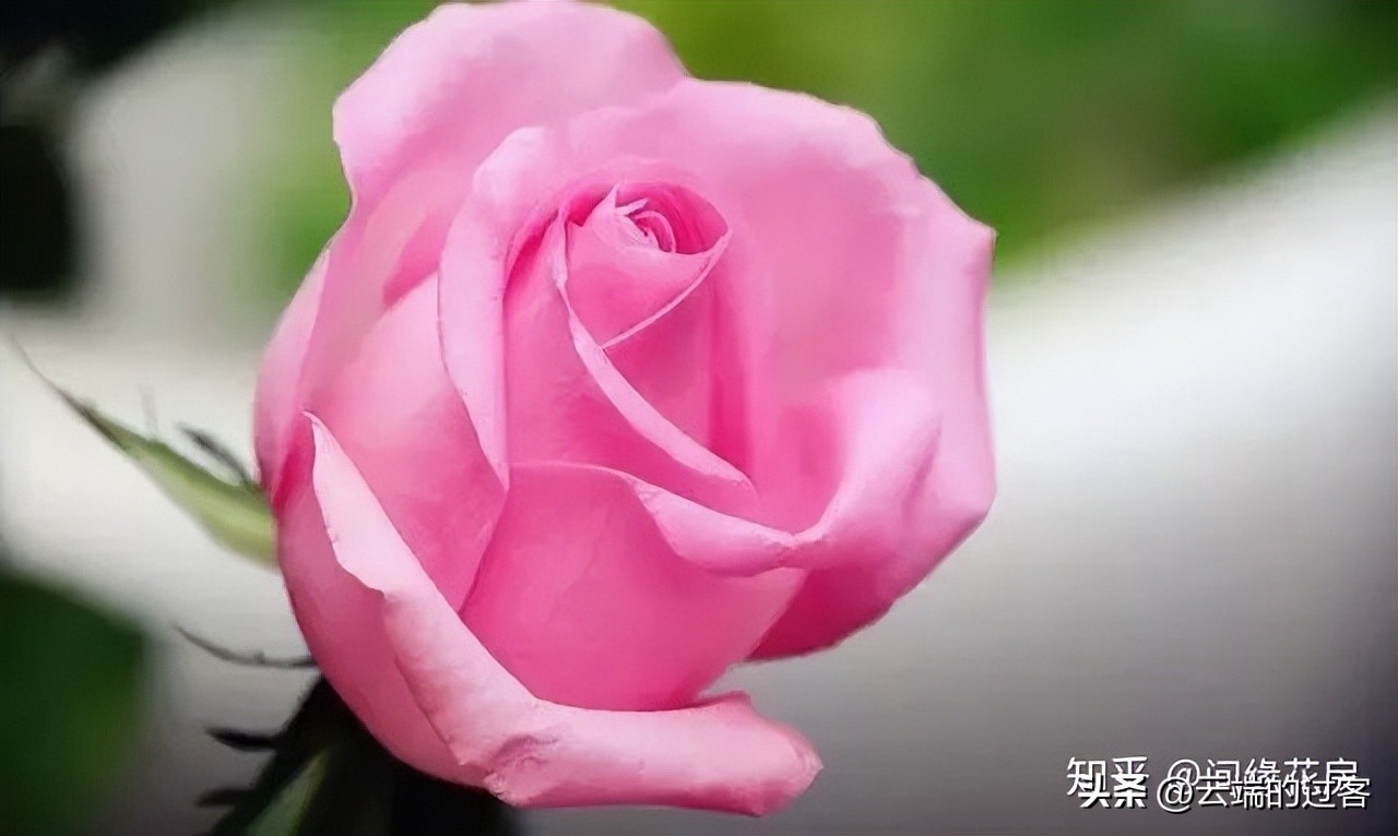 1到99朵玫瑰的含义图片,1到99朵玫瑰花语是什么