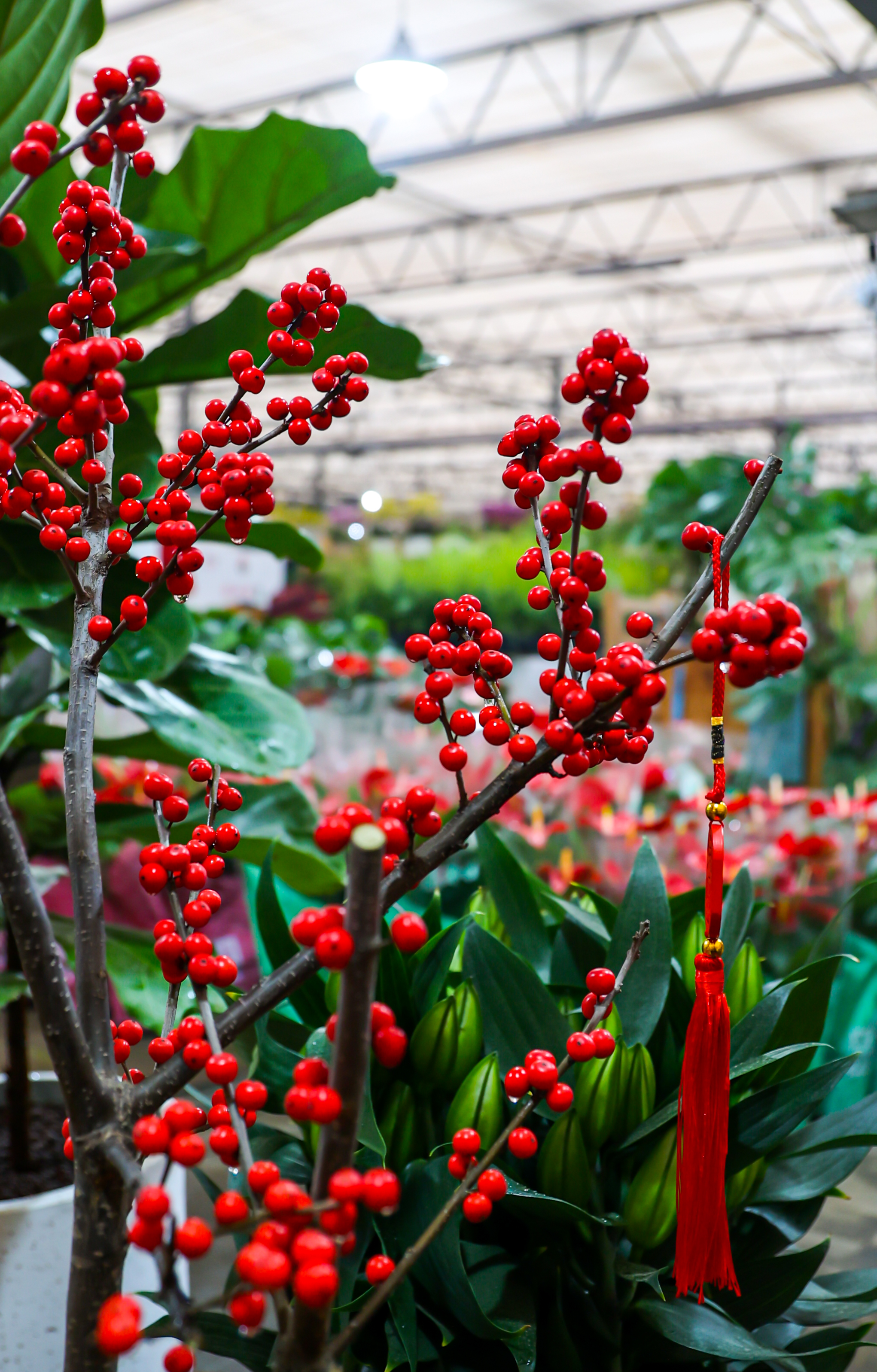 今日花卉市场价格郑州,郑州花卉市场年宵花