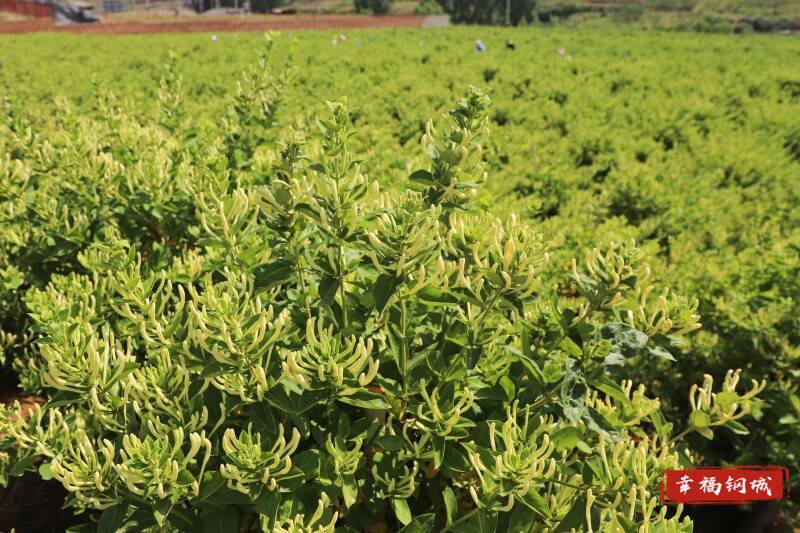 【中央一号文件的钢城探索】艾山双杨桥村：金银花开迎丰收群众喜摘“致富花”