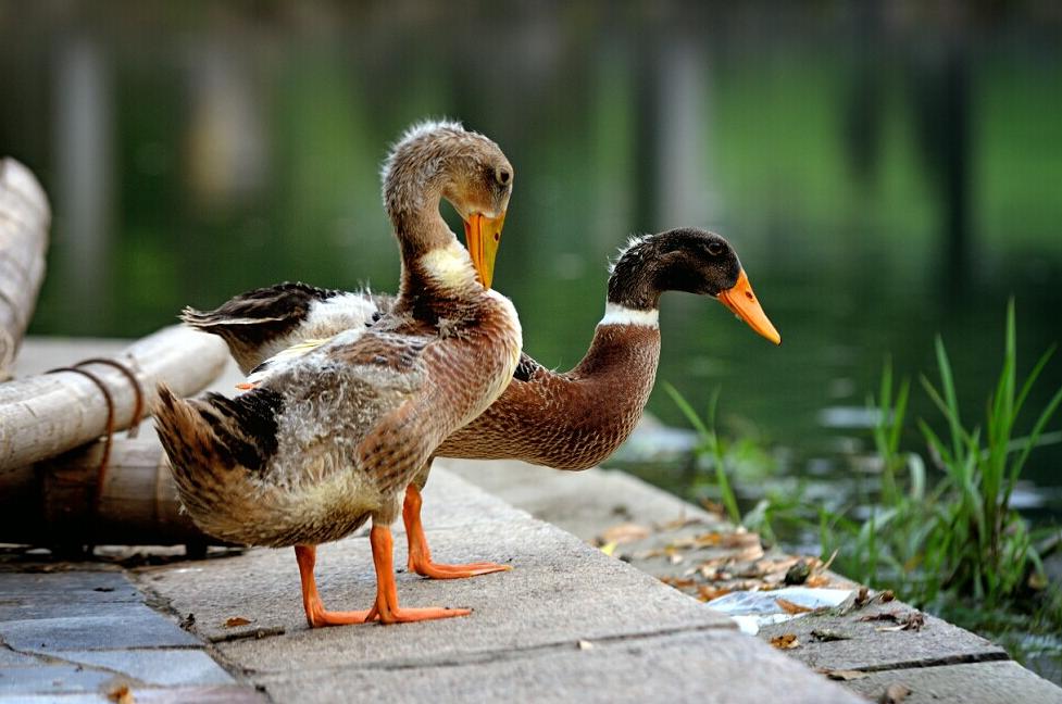 鸭子下软蛋是什么原因,鸭子下软蛋喂什么药