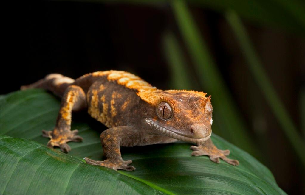 家里进了壁虎可以不理吗,家有壁虎需要留住吗