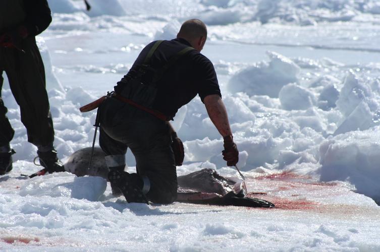 辽宁大连100头斑海豹幼仔遭猎捕,辽宁盘锦斑海豹罕见上岸晒日光浴
