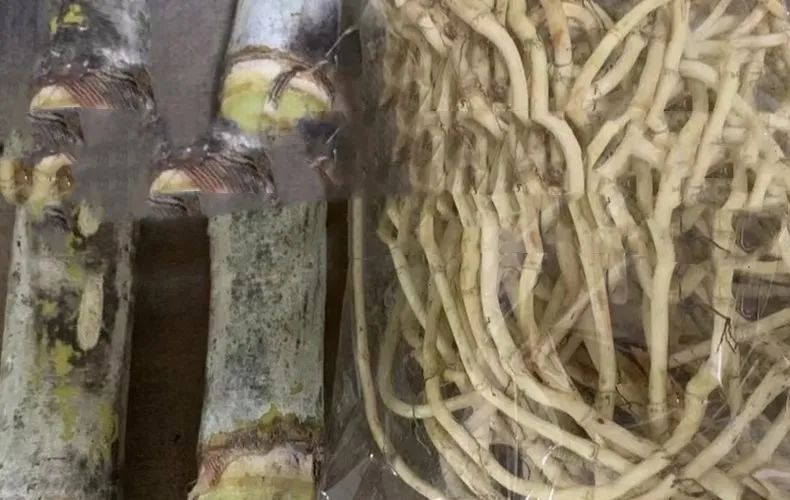 羊了之后咳嗽有痰吃什么效果最好,羊了嗓子痒咳嗽吃什么消炎药